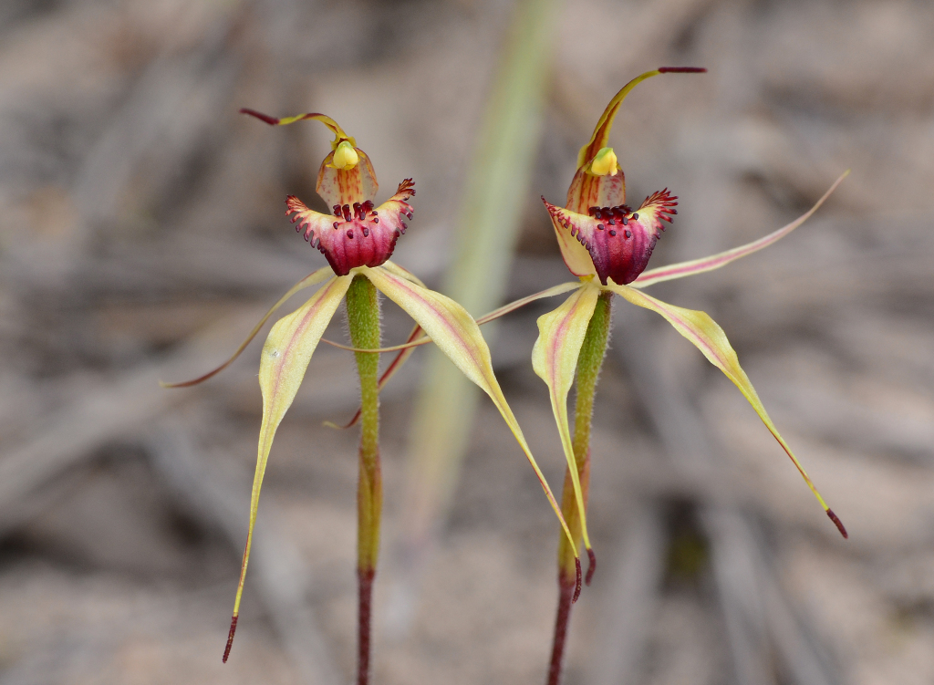 Caladenia lowanensis (hero image)