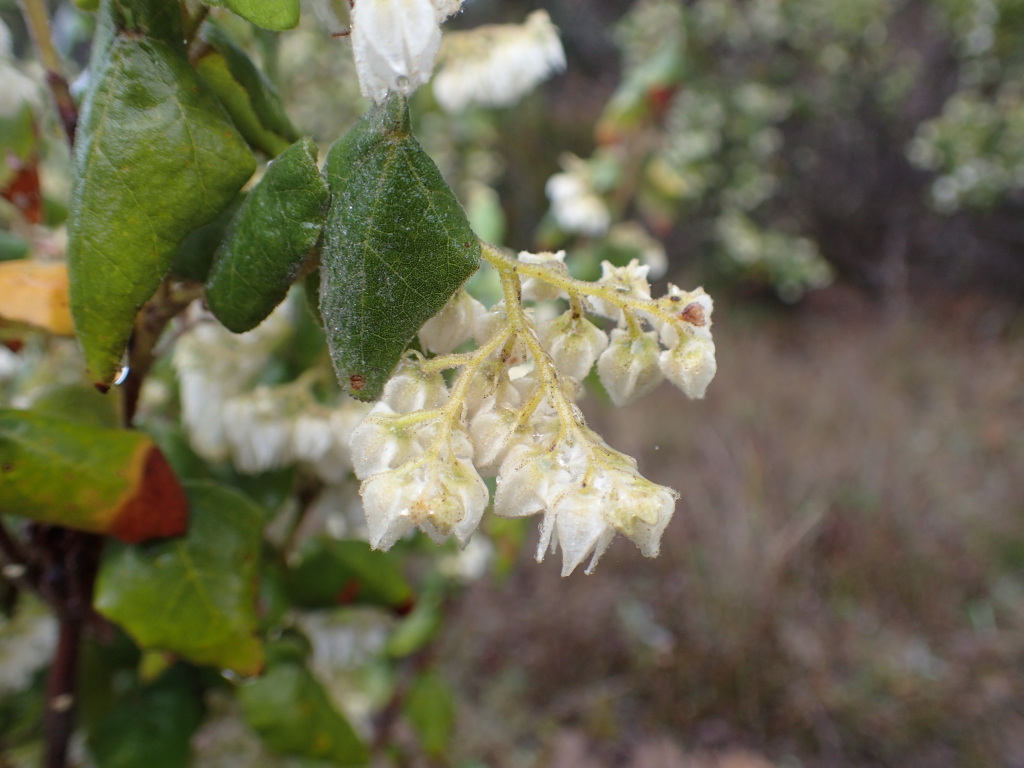 Lasiopetalum schulzenii (hero image)