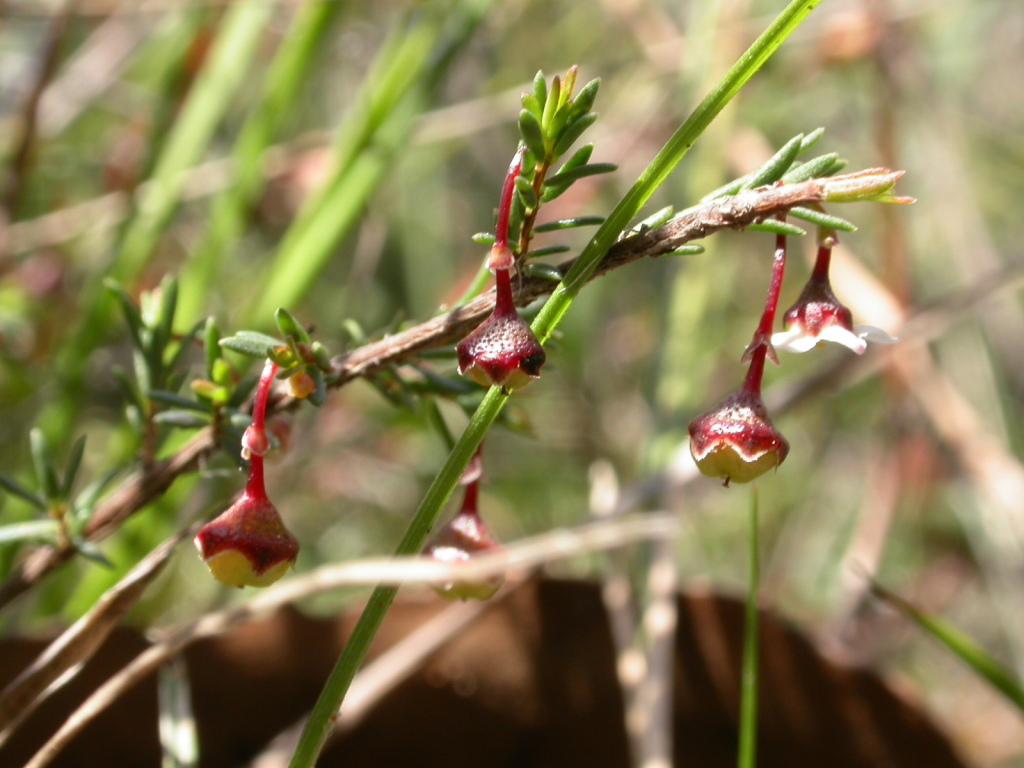 Euryomyrtus ramosissima subsp. prostrata (hero image)