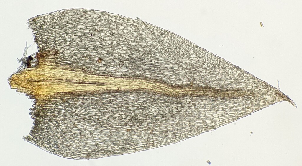 Bryum sauteri (hero image)