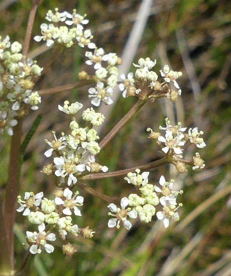 Aciphylla simplicifolia (hero image)