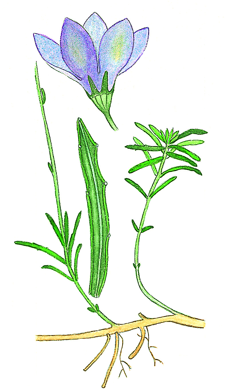 Wahlenbergia gymnoclada (hero image)