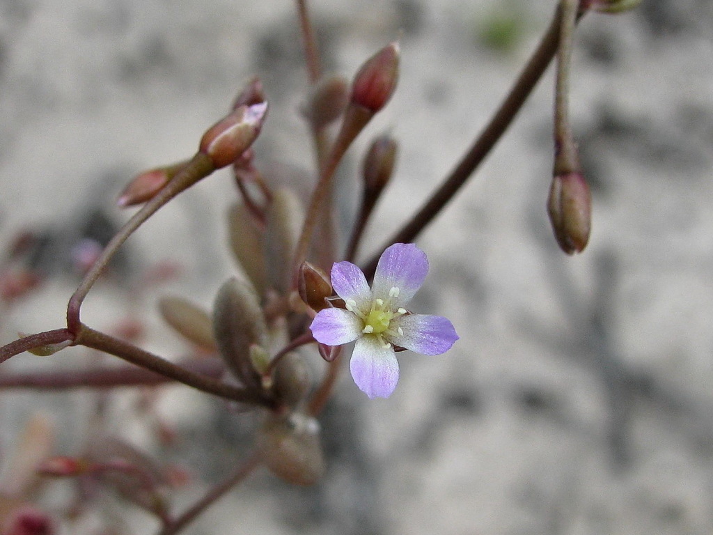 Calandrinia (hero image)