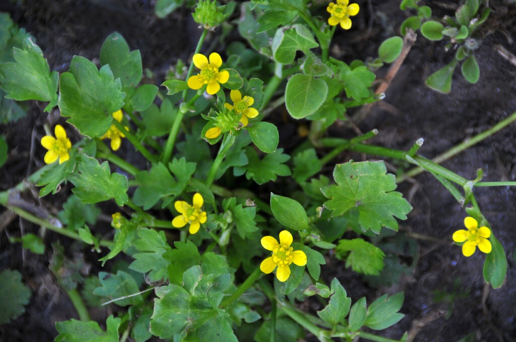 Ranunculus muricatus (hero image)