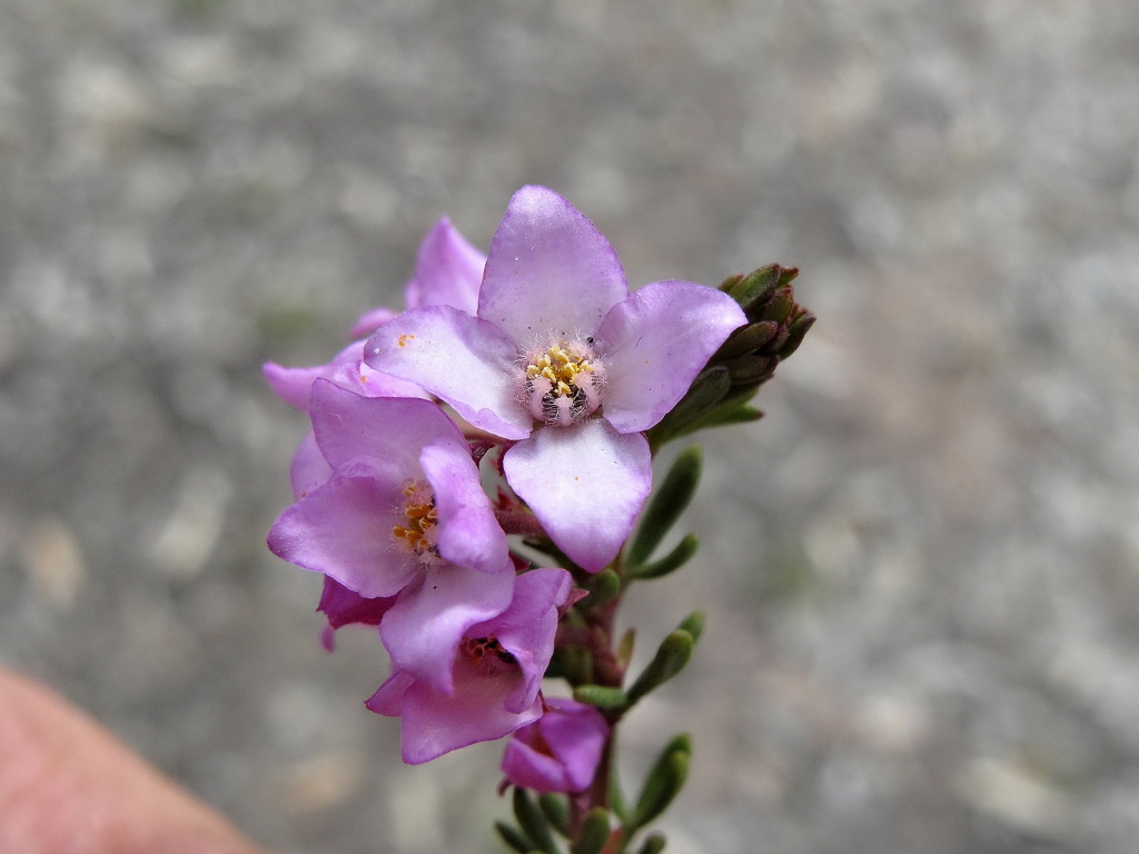 Boronia pilosa (hero image)