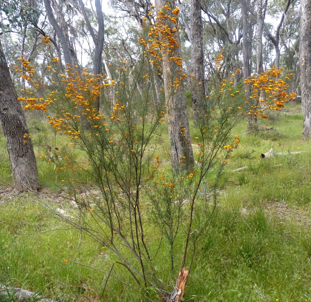 Mirbelia oxylobioides (hero image)