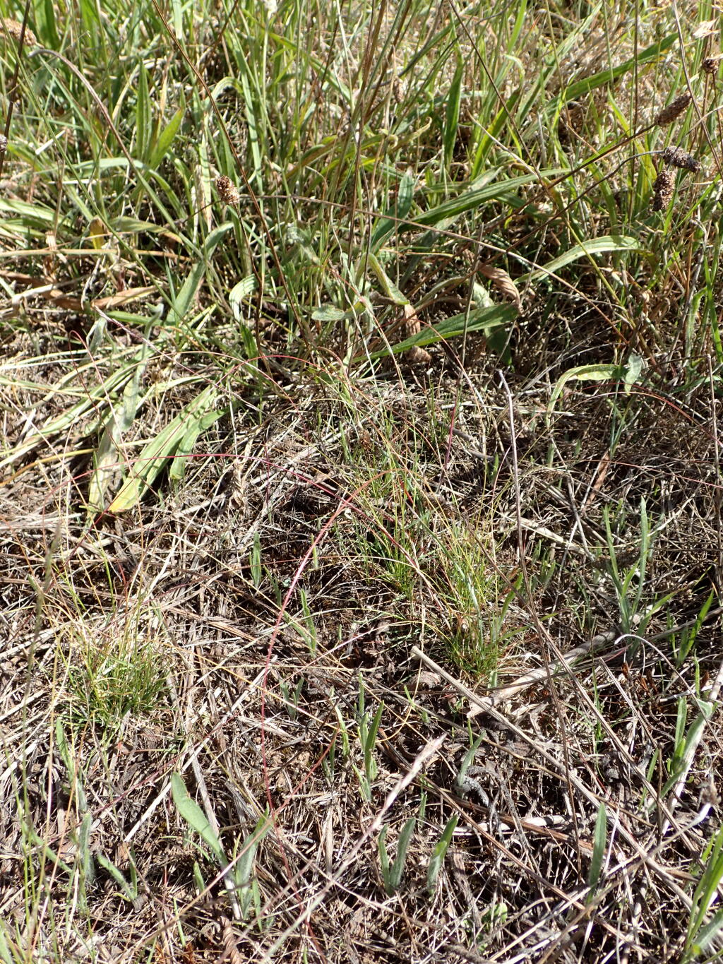 Tripogonella (hero image)