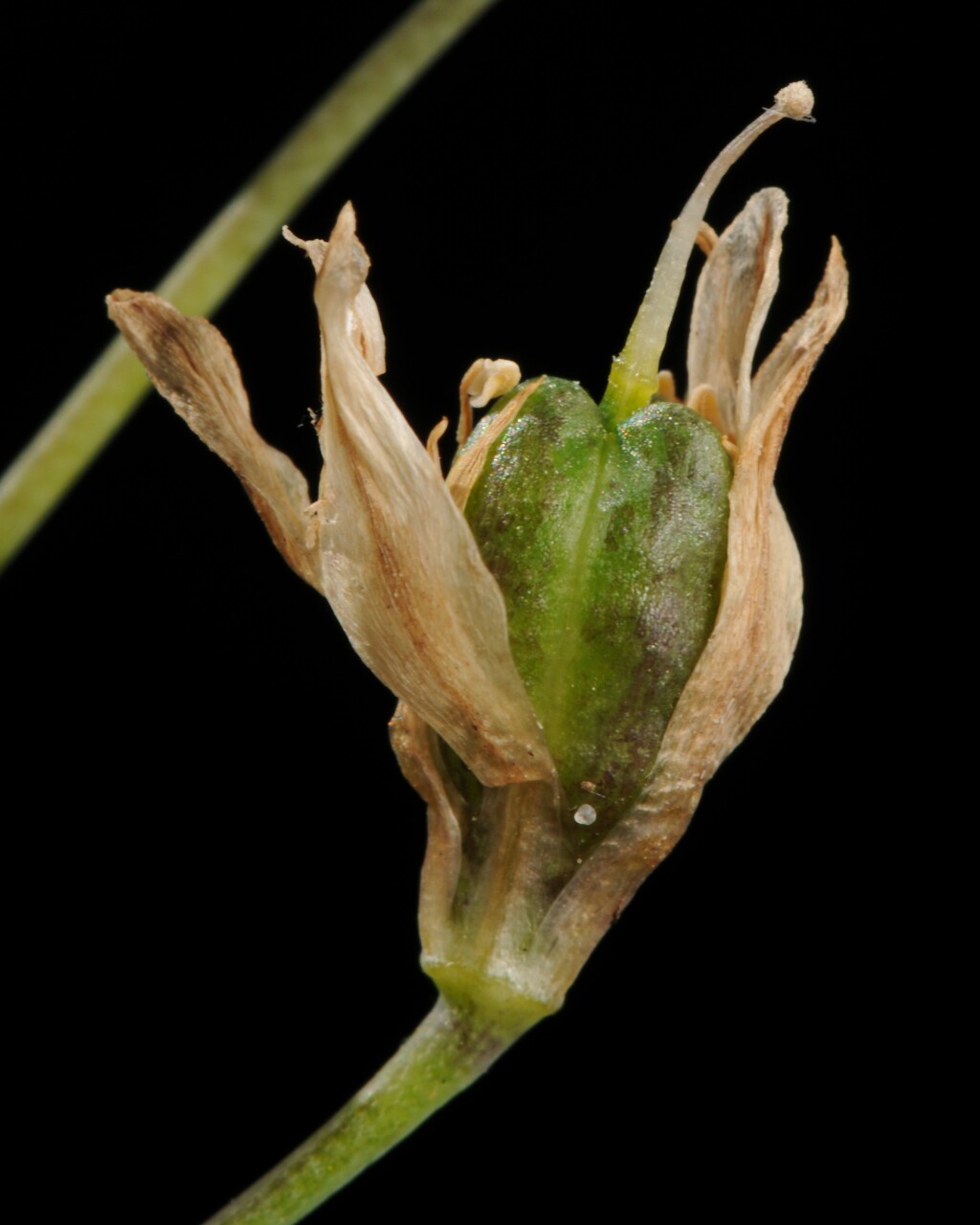 Nothoscordum borbonicum (hero image)