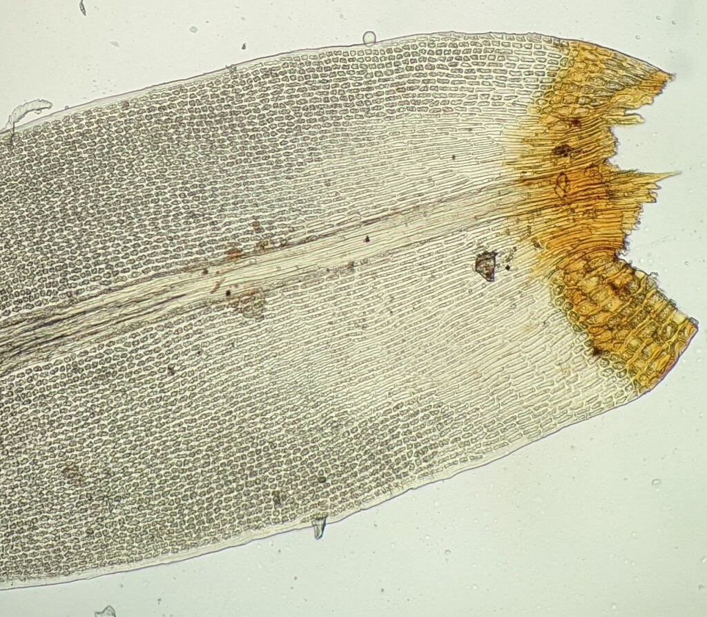 Sclerodontium (hero image)