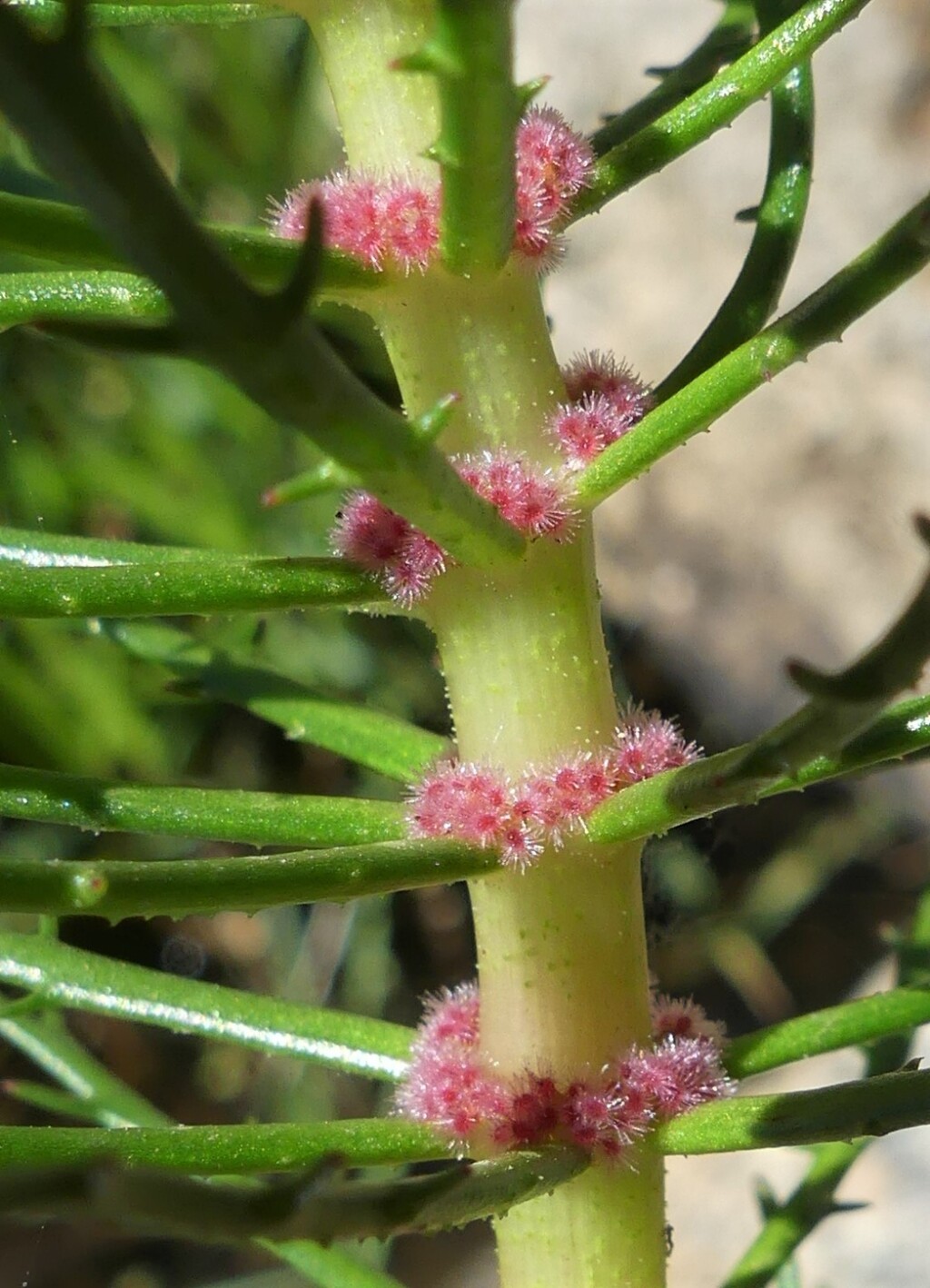 Myriophyllum papillosum (hero image)