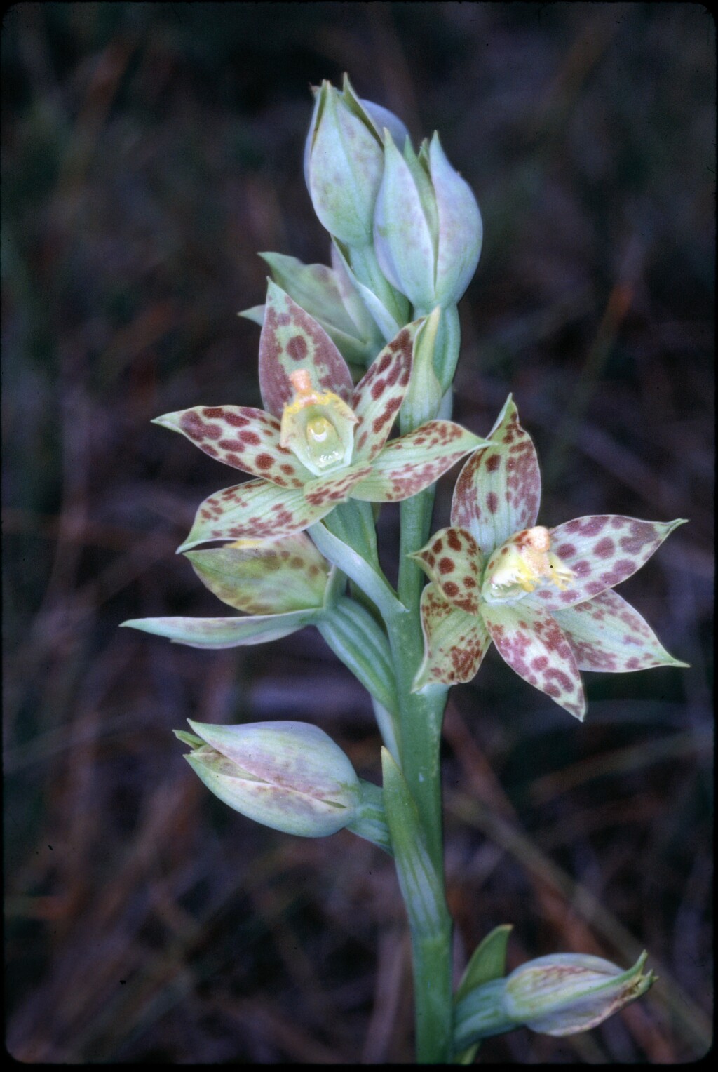 Thelymitra benthamiana (hero image)