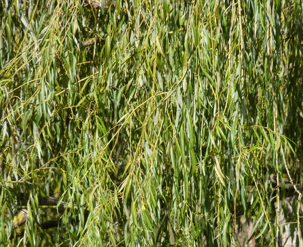 Salix babylonica (hero image)