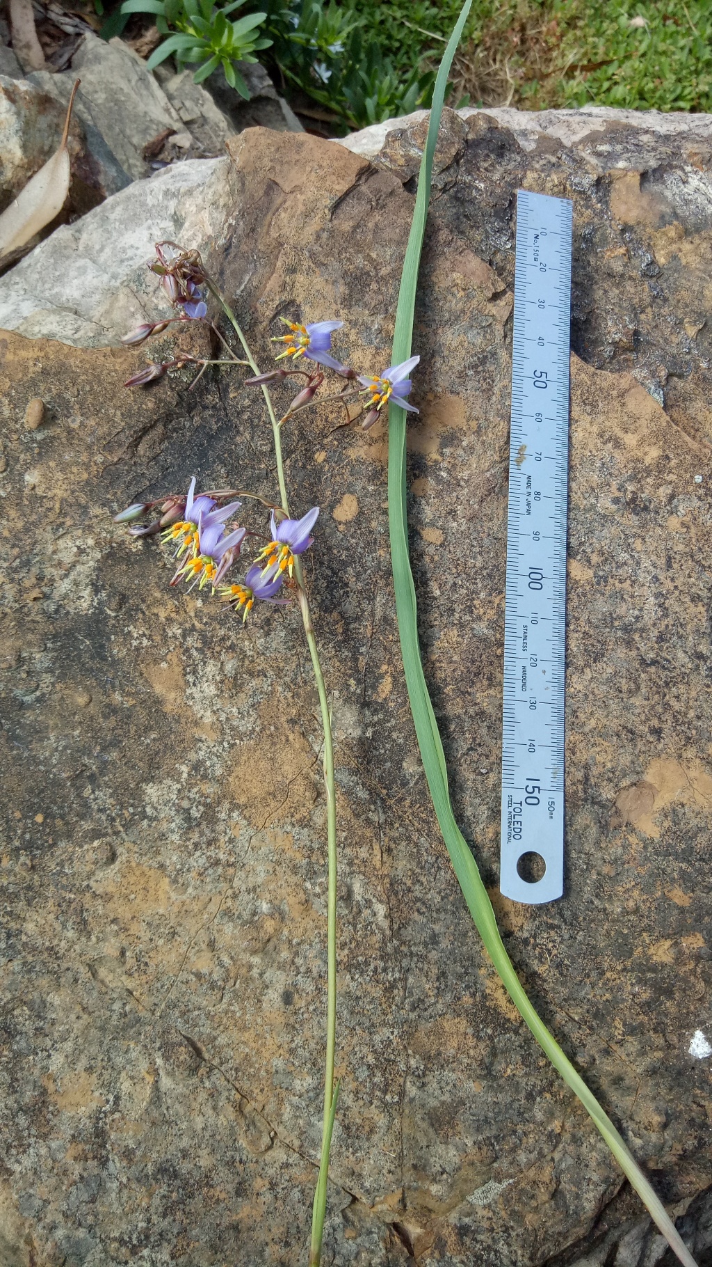 Dianella amoena (hero image)