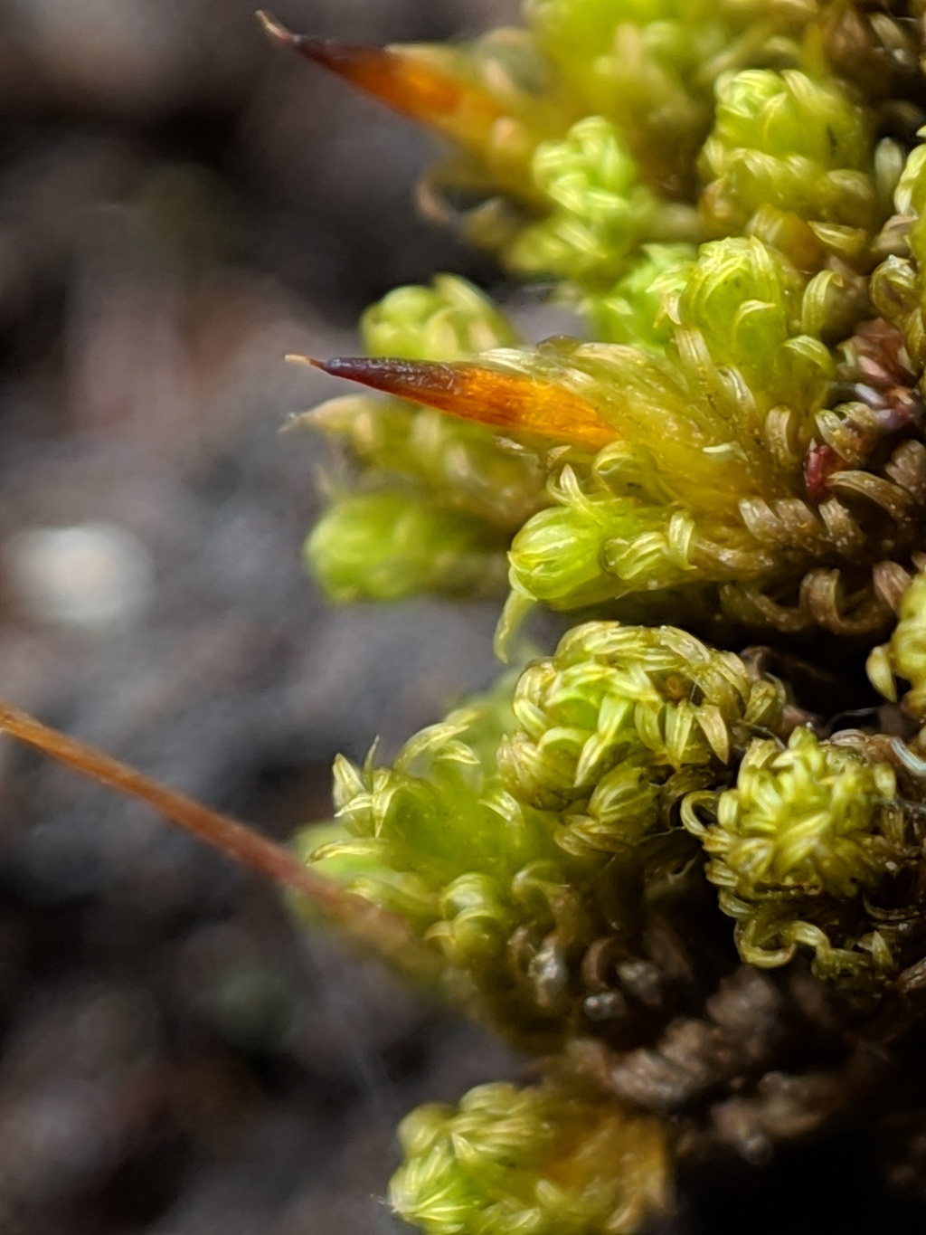 Macromitrium microstomum (hero image)