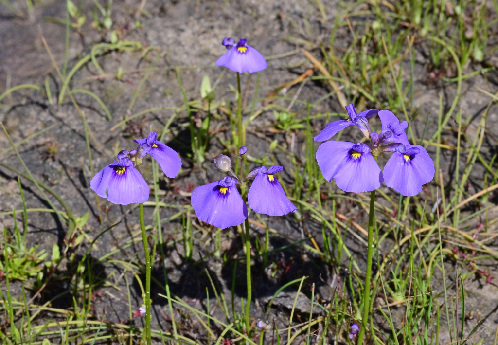 Utricularia beaugleholei (hero image)