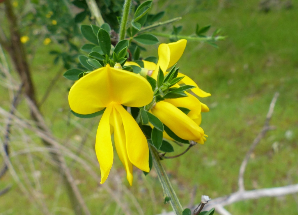 Cytisus scoparius (hero image)