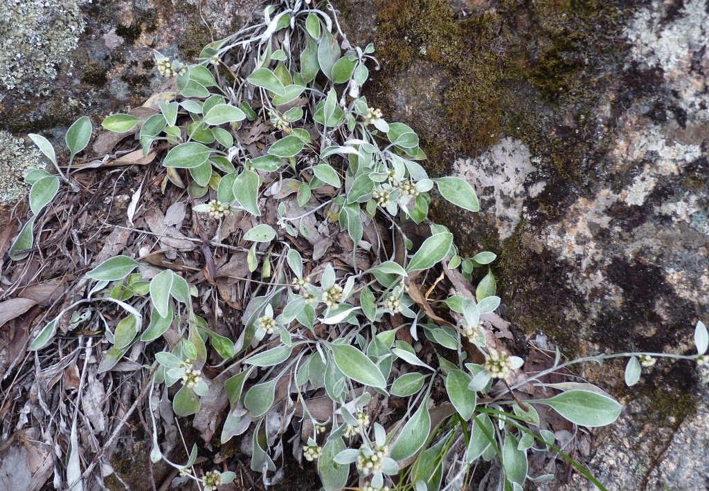 Euchiton umbricola (hero image)