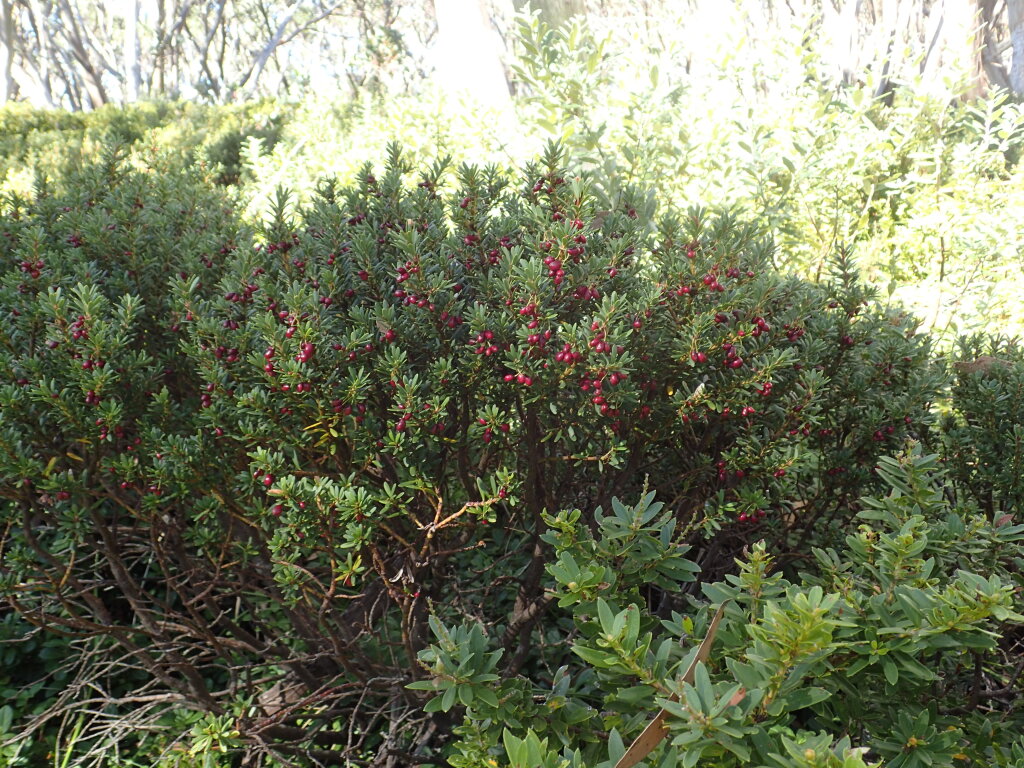 Tasmannia vickeryana (hero image)