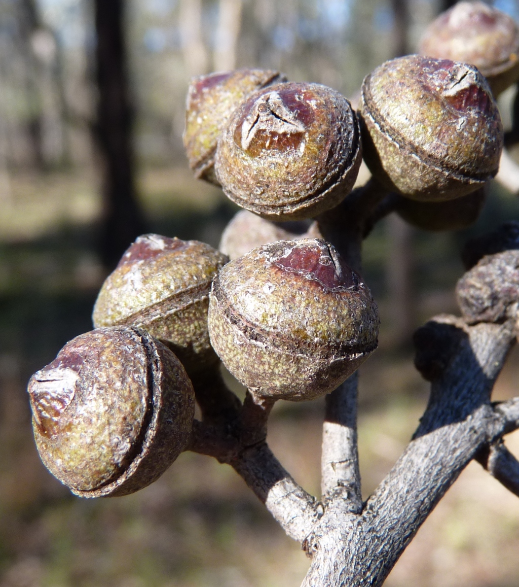 Eucalyptus macrorhyncha (hero image)