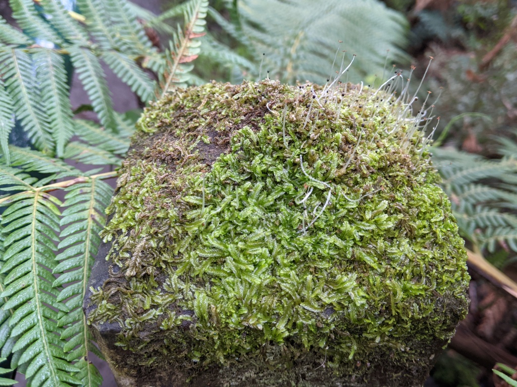 Lophocoleaceae (hero image)