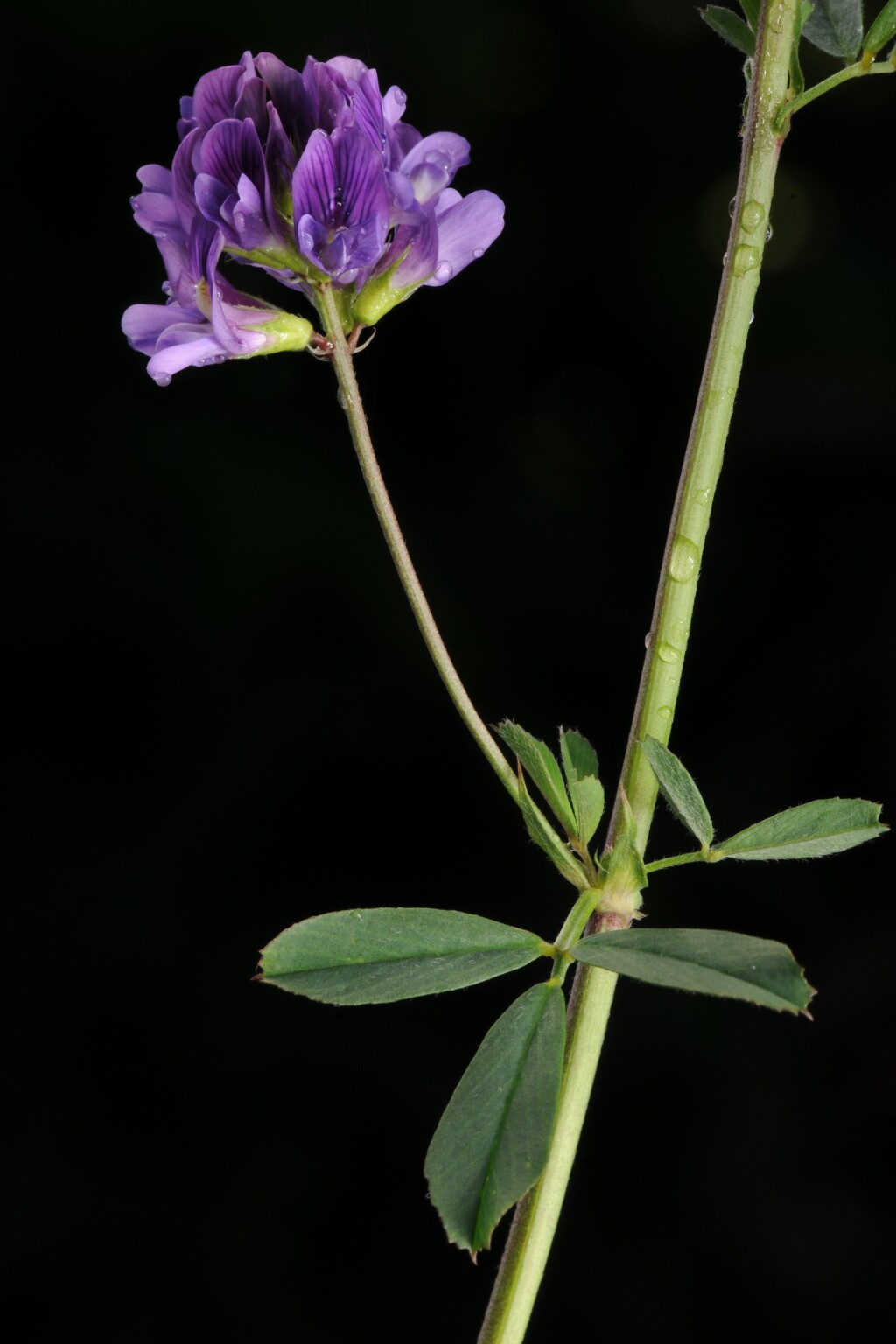 Medicago sativa (hero image)