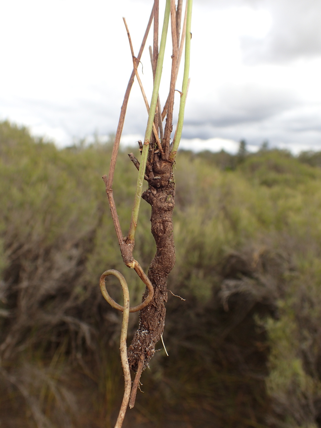 Olearia suffruticosa (hero image)