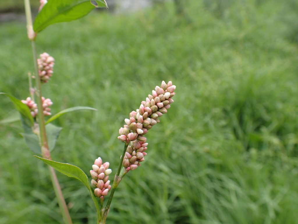 Persicaria maculosa (hero image)