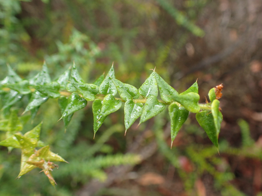 Bossiaea cordifolia (hero image)