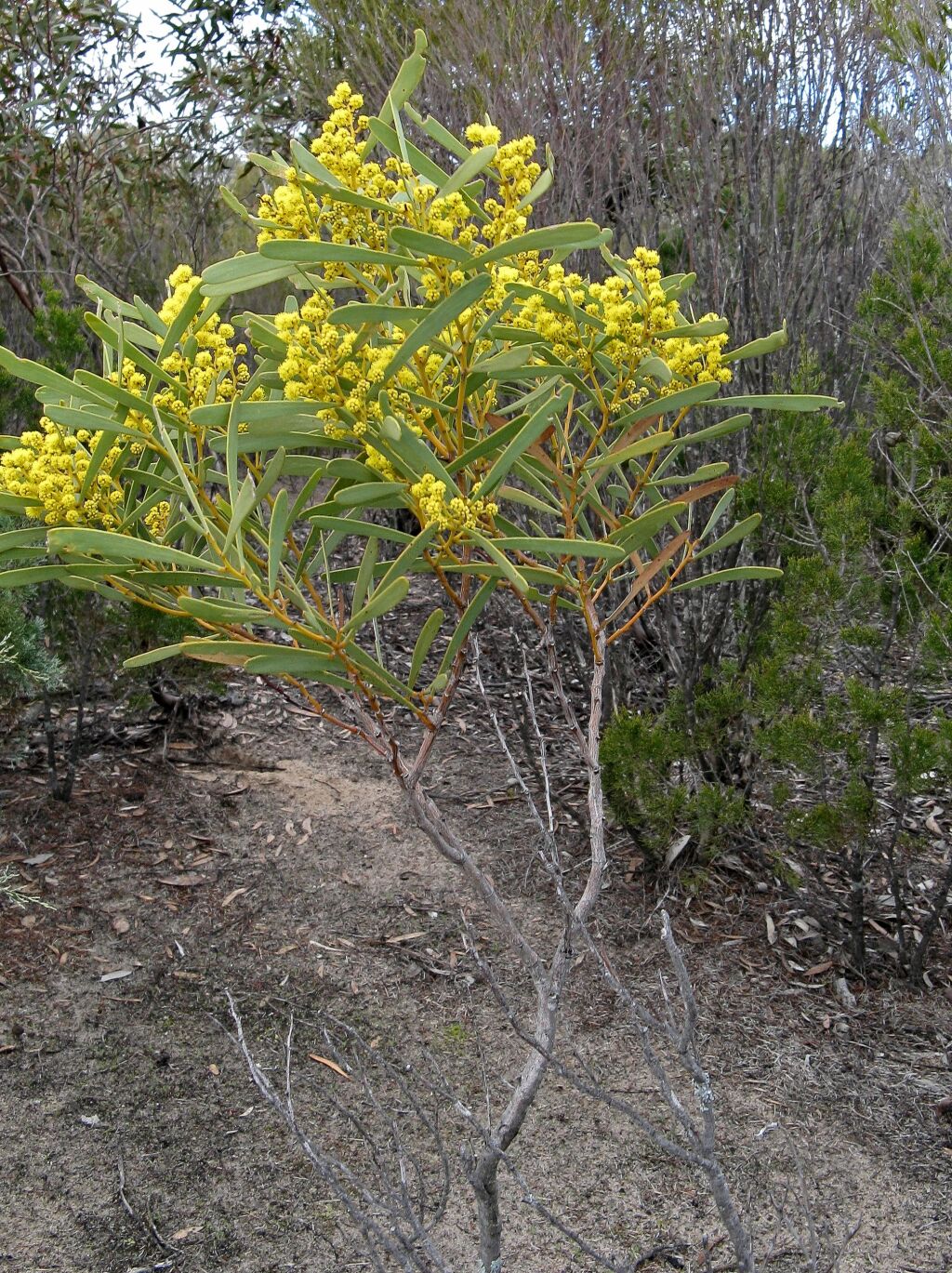 Acacia hakeoides (hero image)