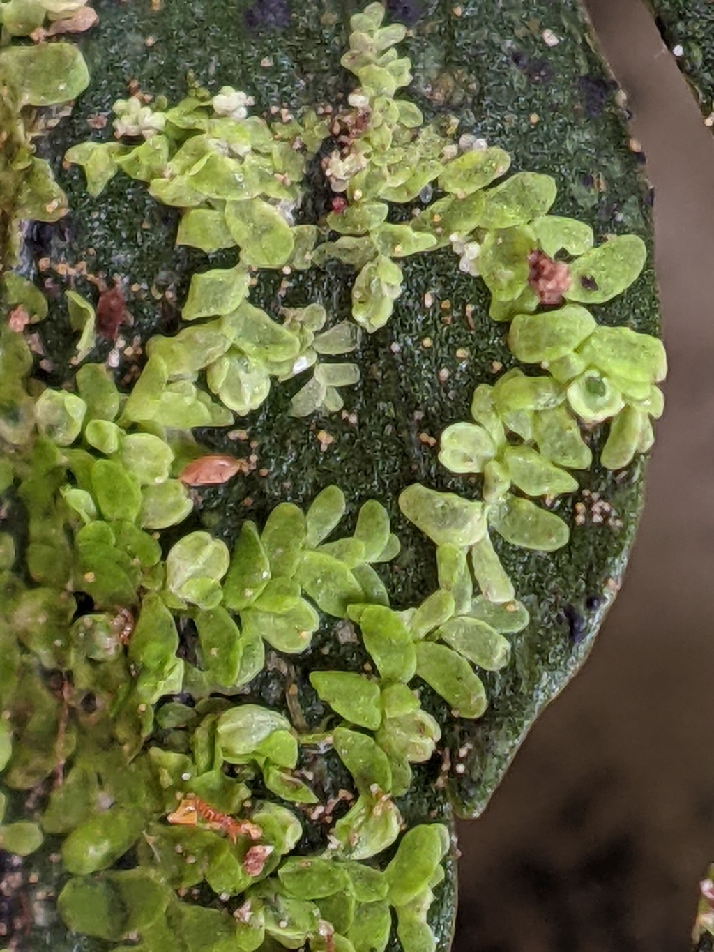 Lejeuneaceae (hero image)