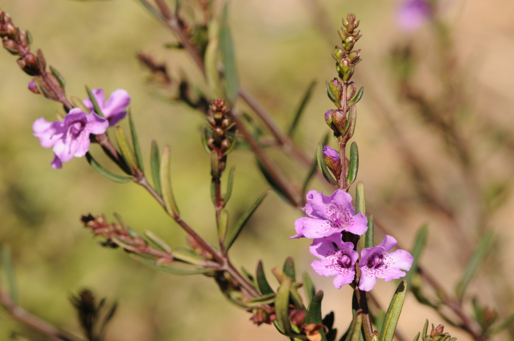 Prostanthera galbraithiae (hero image)