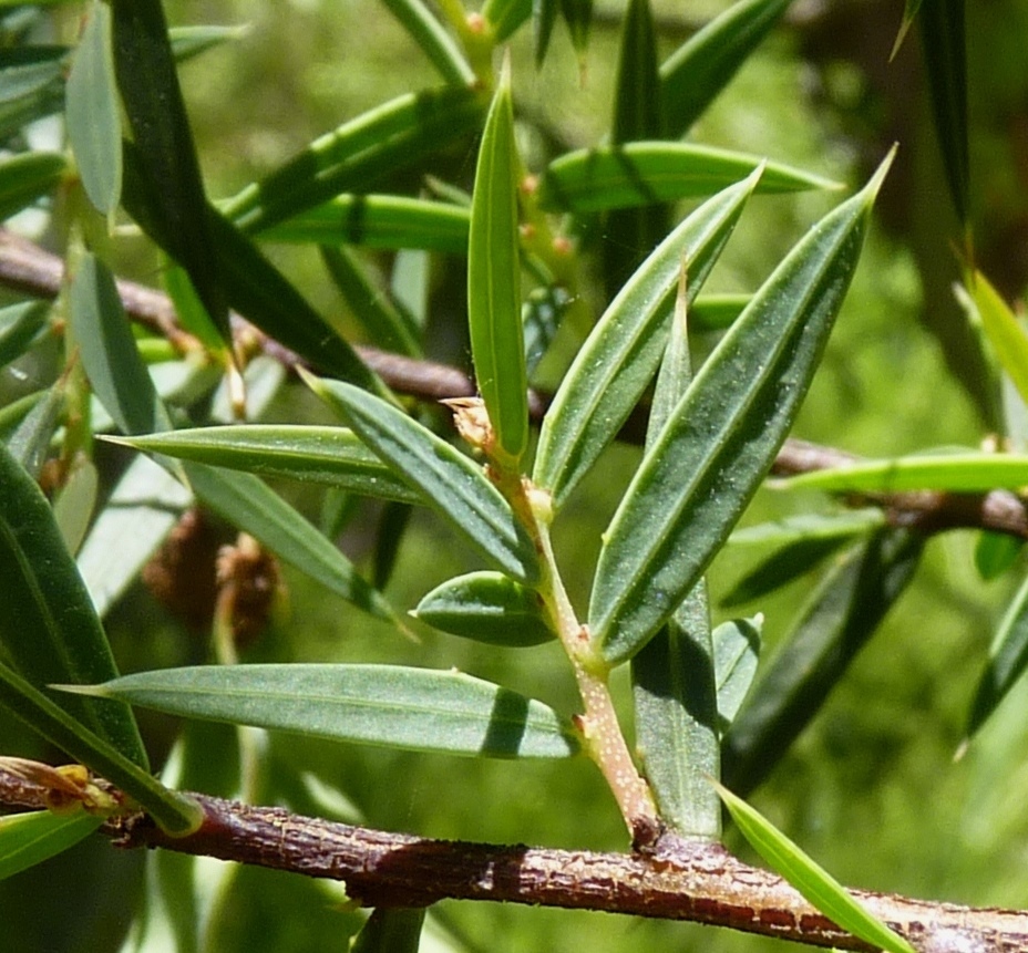 Acacia siculiformis (hero image)