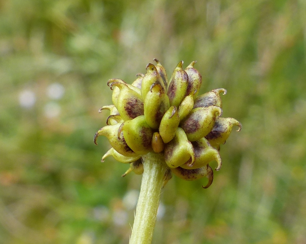 Ranunculus graniticola (hero image)