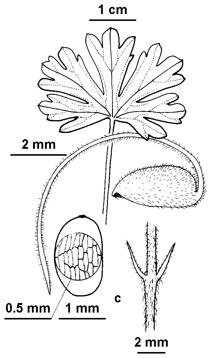 Geranium potentilloides var. potentilloides (hero image)