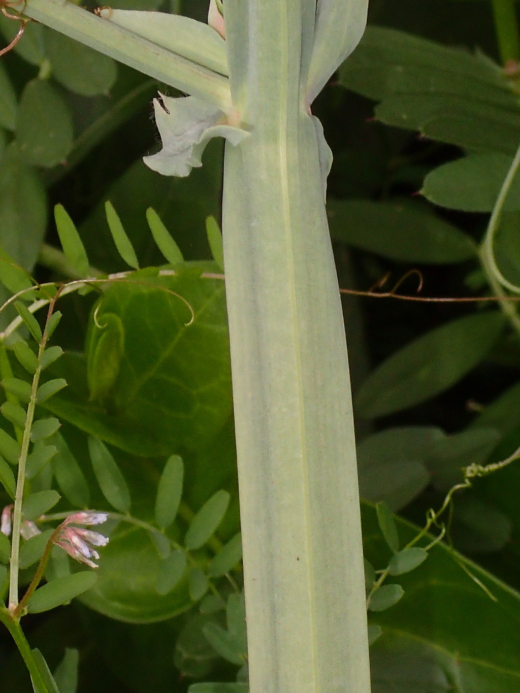 Lathyrus tingitanus (hero image)