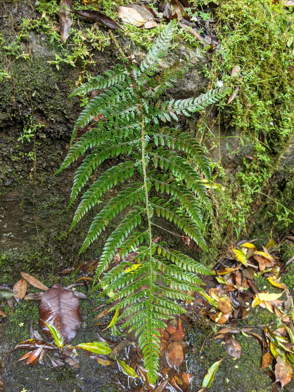 Dryopteridaceae (hero image)