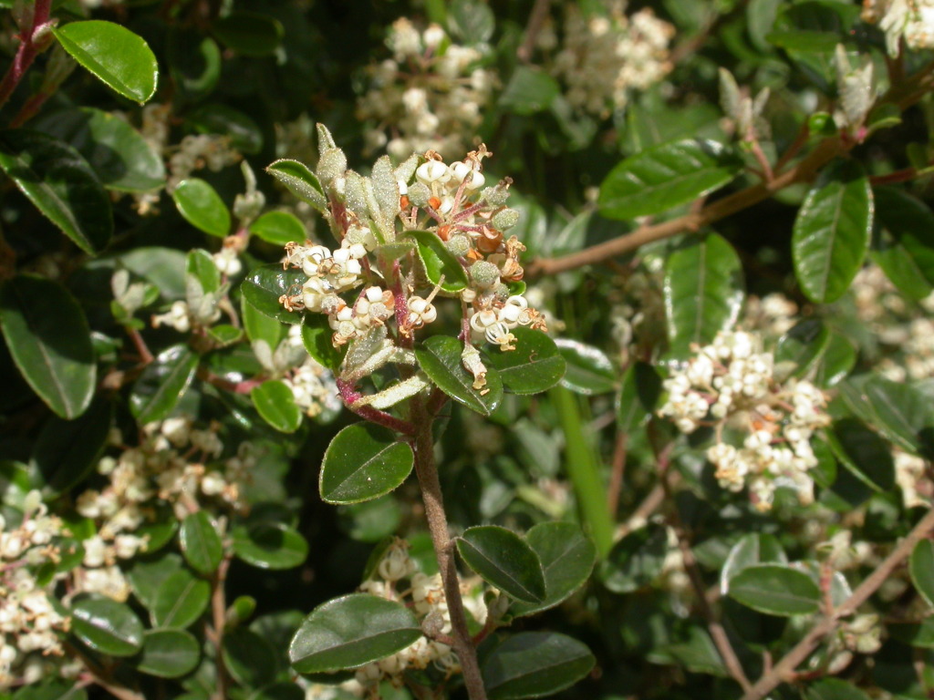 Pomaderris vacciniifolia (hero image)