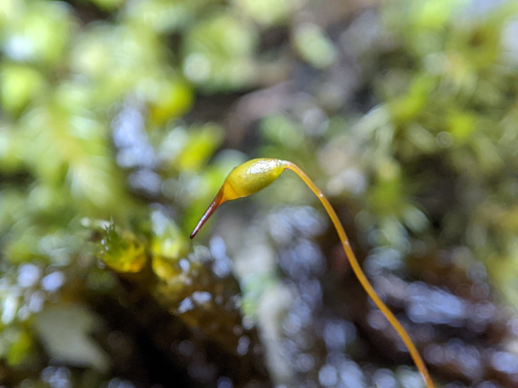 Sematophyllum uncinatum (hero image)