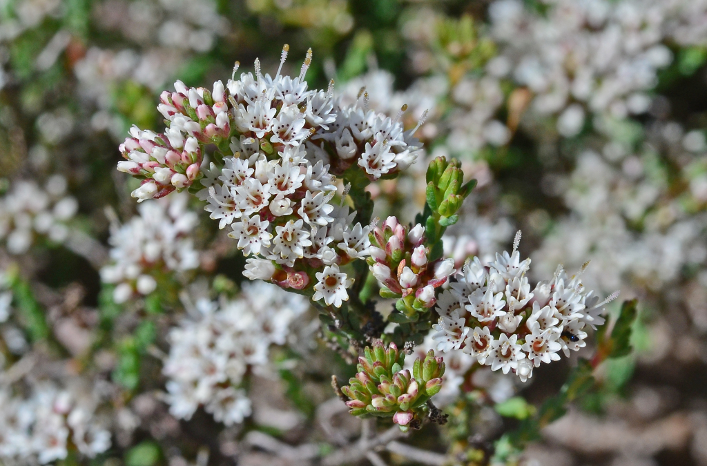 Darwinia micropetala (hero image)