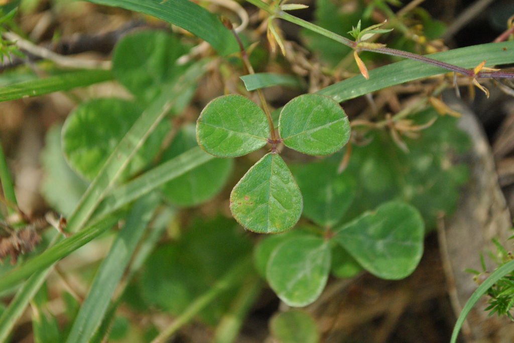 Desmodium gunnii (hero image)