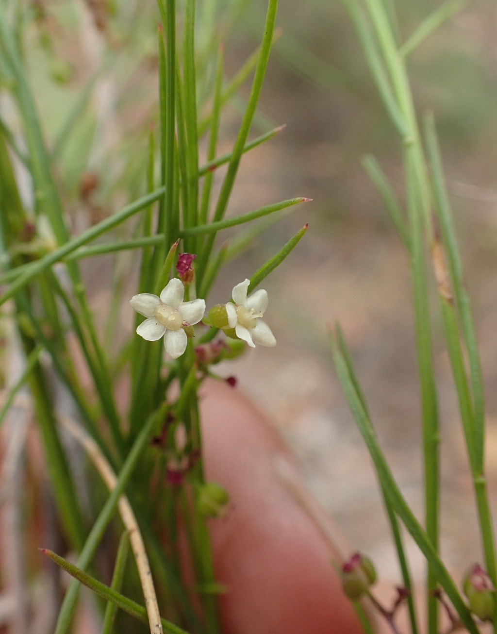 Platysace heterophylla (hero image)