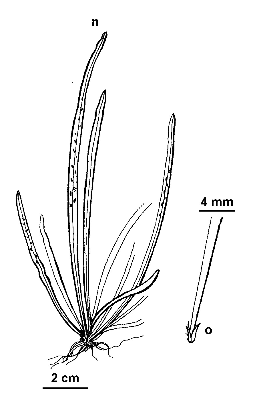 Notogrammitis angustifolia subsp. nothofageti (hero image)