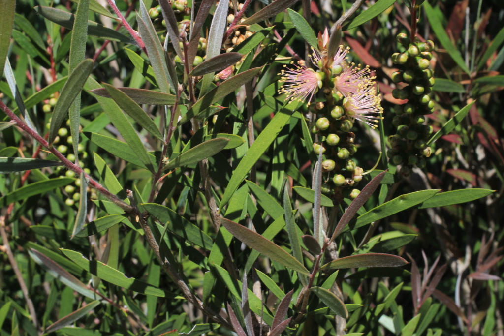 Callistemon wimmerensis (hero image)