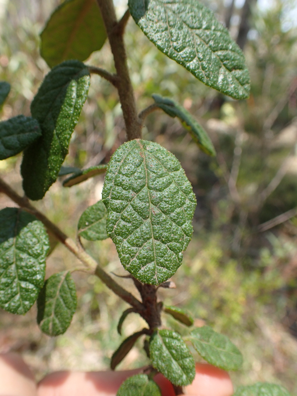 Olearia rugosa subsp. distalilobata (hero image)