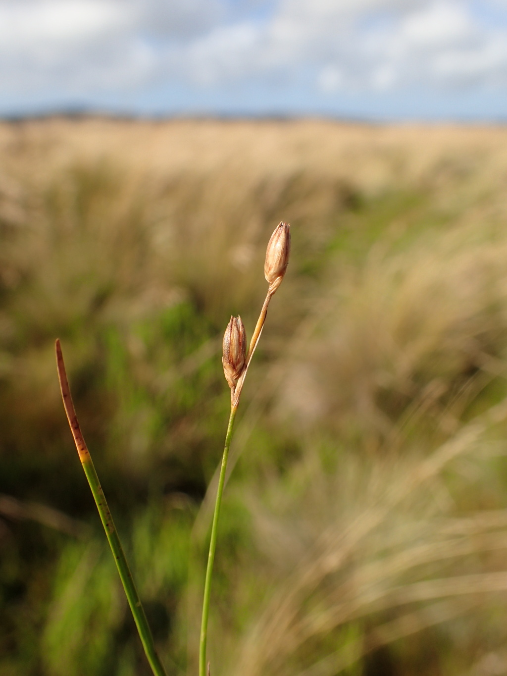 Juncus (hero image)