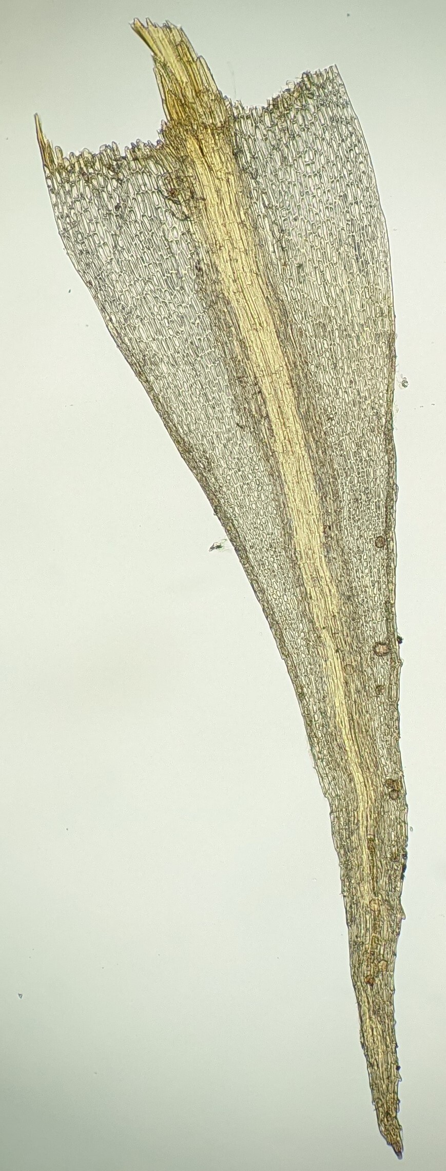 Bryum (hero image)
