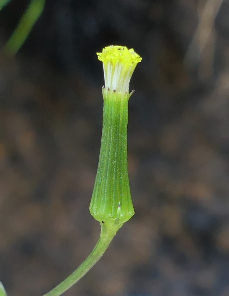 Senecio prenanthoides (hero image)