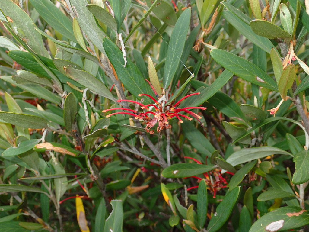 Grevillea victoriae subsp. victoriae (hero image)