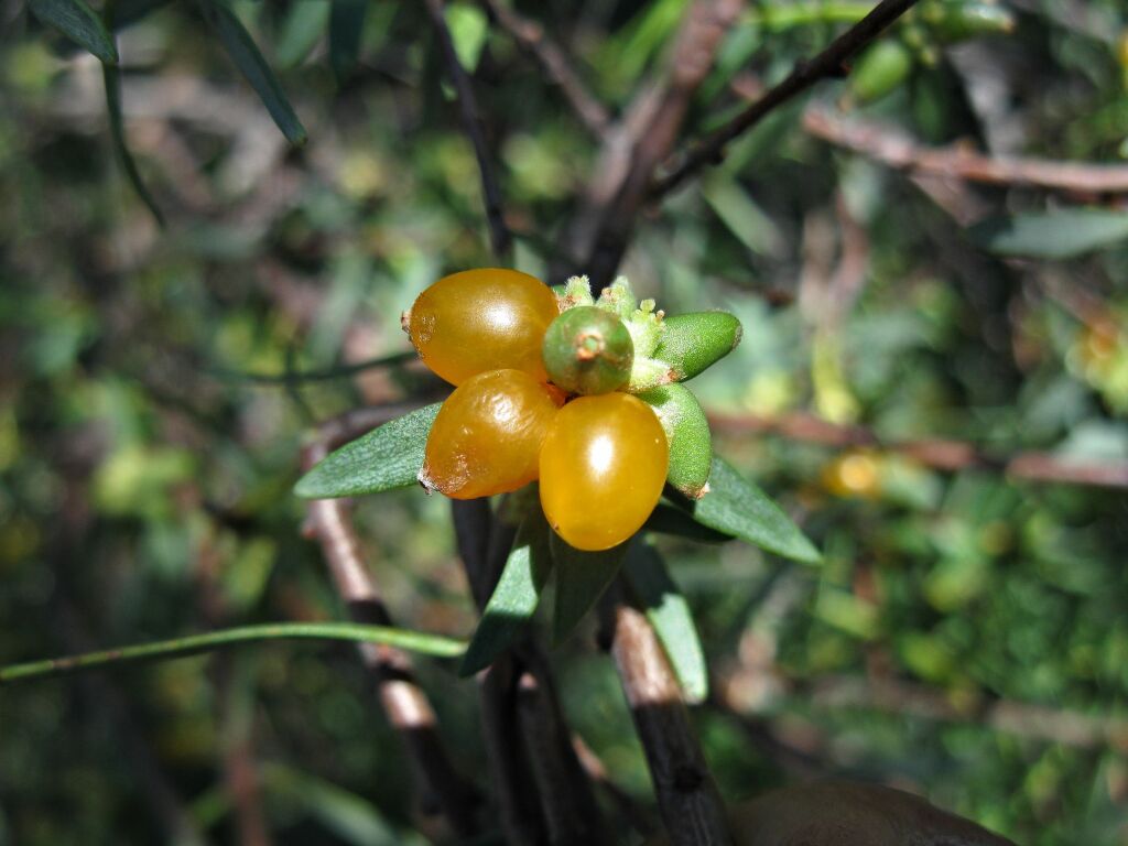 Pimelea microcephala (hero image)