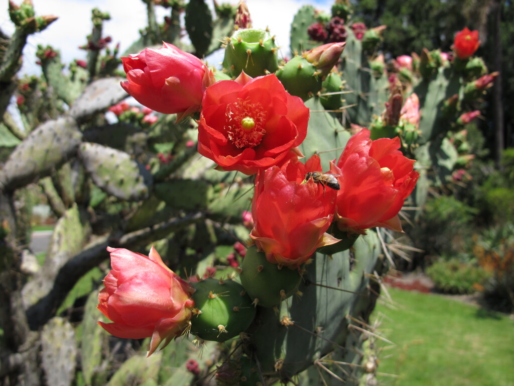 Opuntia elatior (hero image)